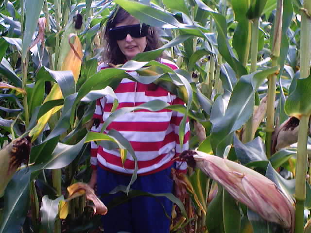 Standing in the corn