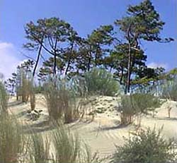 Ile de Olerons sand dunes