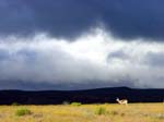 South_Africa