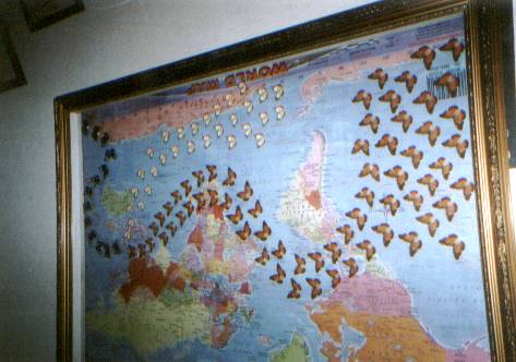 Soar high with the butterflies