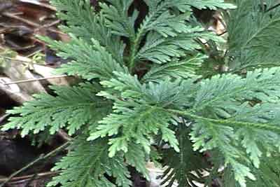 A common fern in the lake.