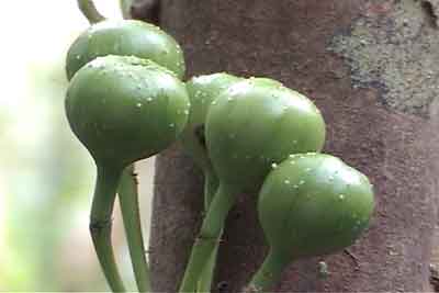 Fruit of a ficus tree