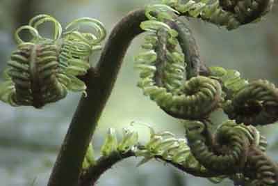 A giant fern