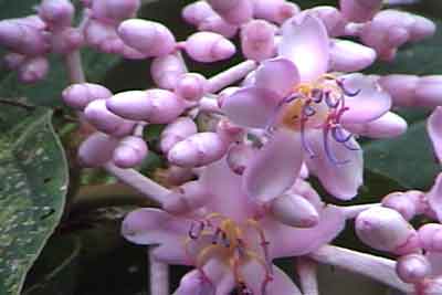 Medinilla