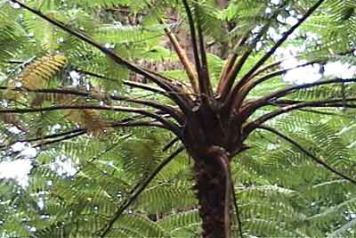 Tree fern
