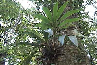 A local orchid