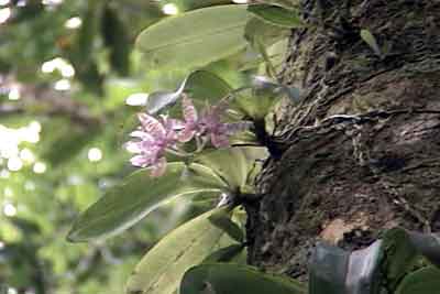 A local orchid of the Phalynopsis family