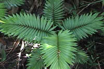 A rattan variety
