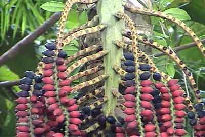 Pinangga Sibuyanensis, a member of the palm family