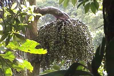 Tibanglan