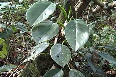 Philodendrum, a climbing plant