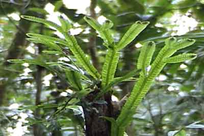 Fern