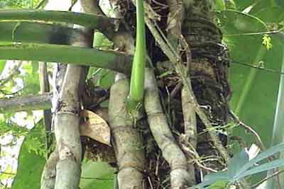 Another climbing plant