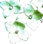 Dogwood Flowers