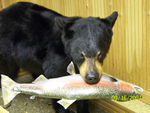 lake erie taxidermy