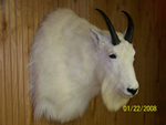 lake erie taxidermy