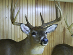 lake erie taxidermy