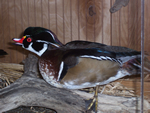 lake erie taxidermy