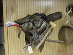 lake erie taxidermy