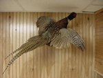 lake erie taxidermy