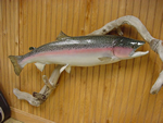lake erie taxidermy