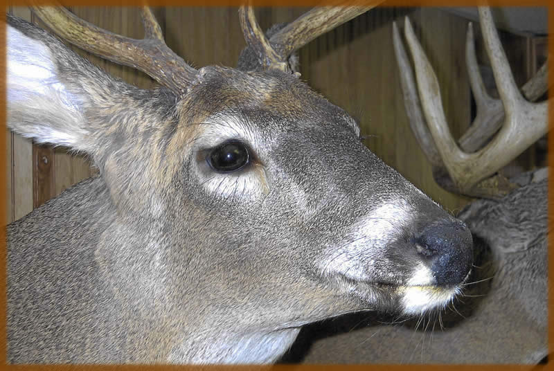 lake erie taxidermy