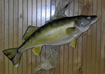 lake erie taxidermy
