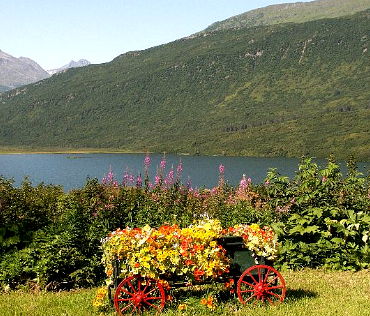Flowers and view in the summer