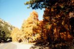 fall