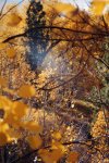 fall
