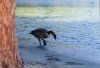 Gans in der Emerald Bay