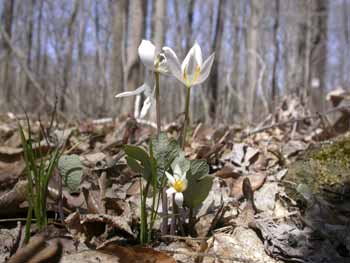 Bloodroot