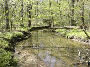 creek in late spring