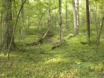 woodland in early summer