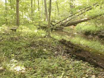 bench by the creek