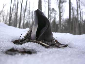 Skunk Cabbage in snow