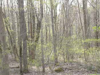 woodland in spring