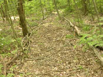 loop trail through our woods