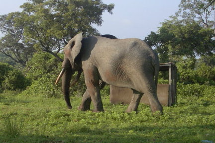 Elephant from Mole NP