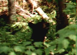 The Bear