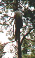 Greg in the tree