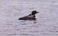 Loon and baby
