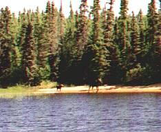 Moose - cow and calf