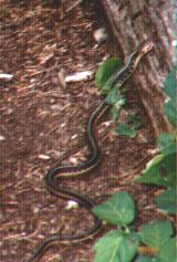 The snake