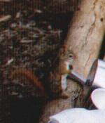 squirrel