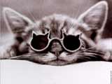 /user/SUNCAT.jpg