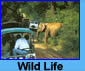 Wild Life