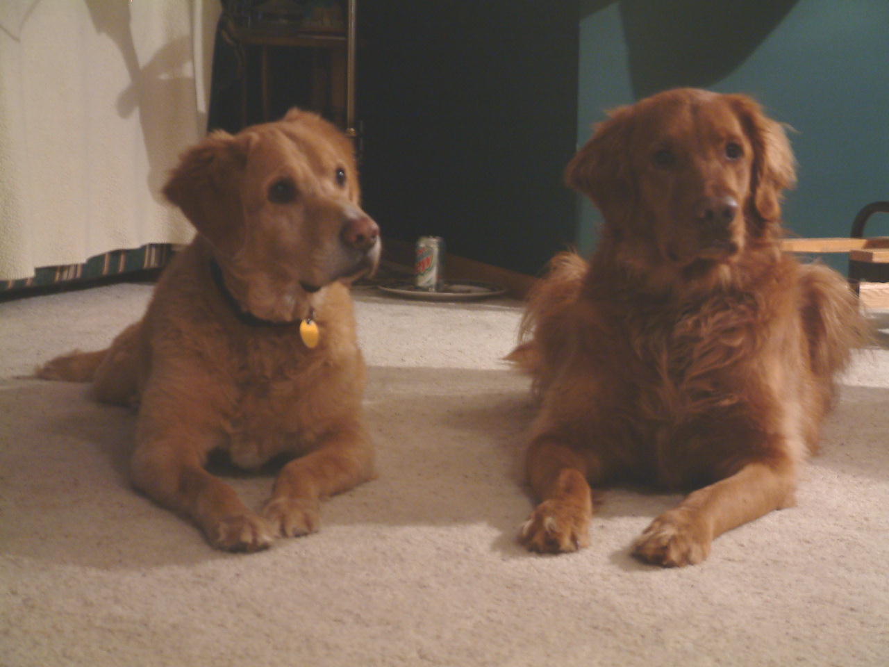 malmo on the left and cosmo on the right posing for the picture