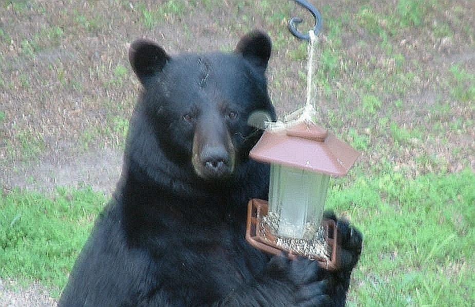 our neighborhood bear about a year ago