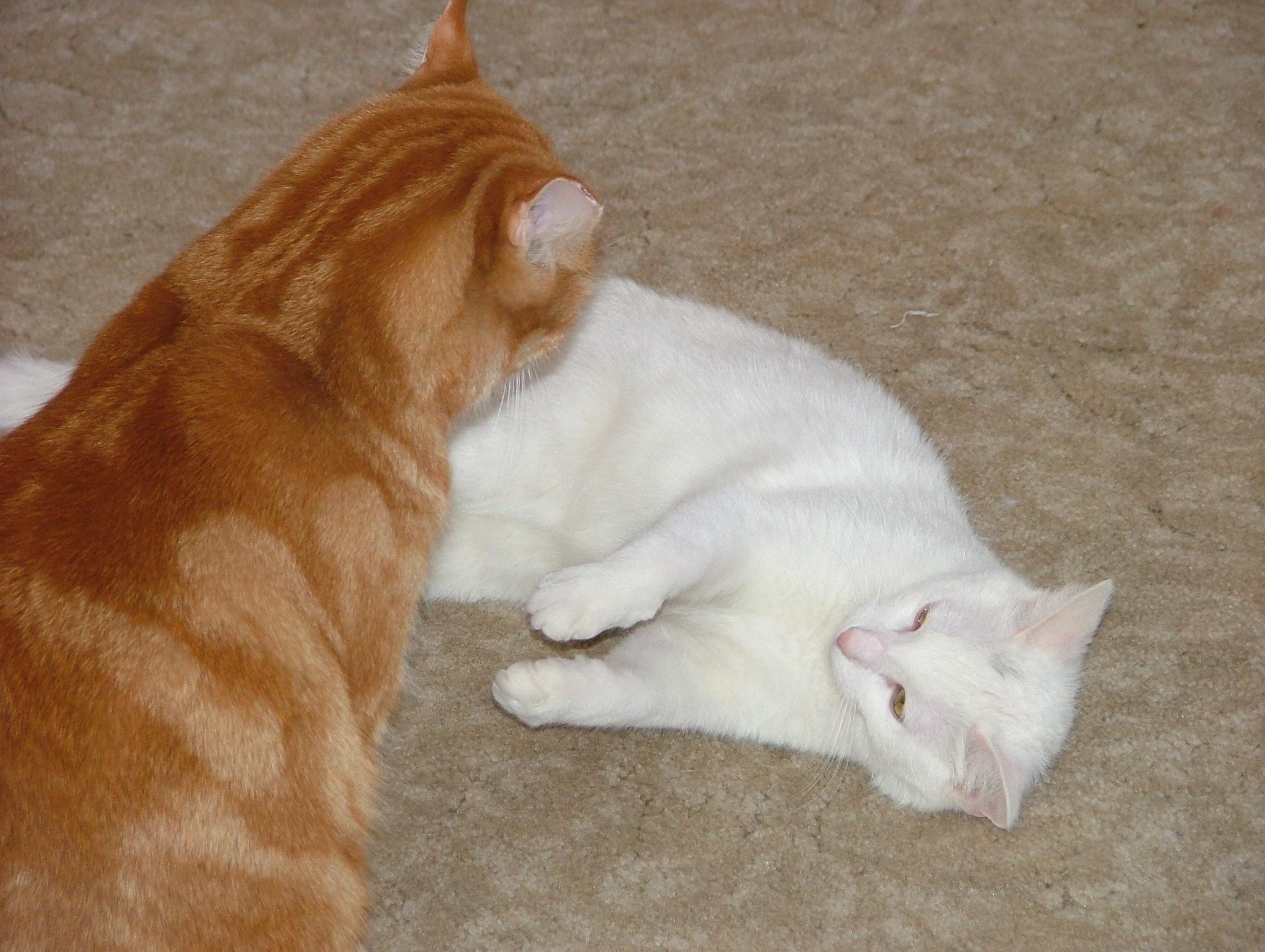 tiger on the left and little kitty on the right having a bit of fun